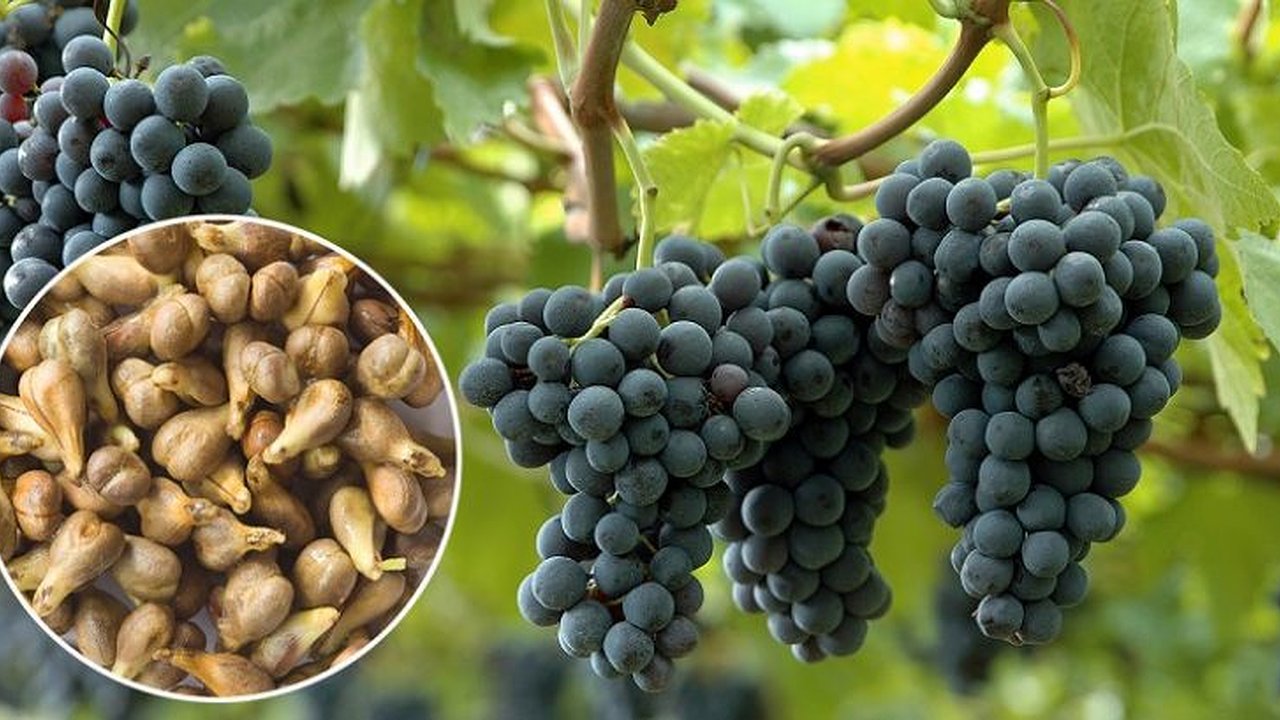 Главная картинка новости: В Абрау-Дюрсо думают вернуться к изготовлению чая из виноградной косточки