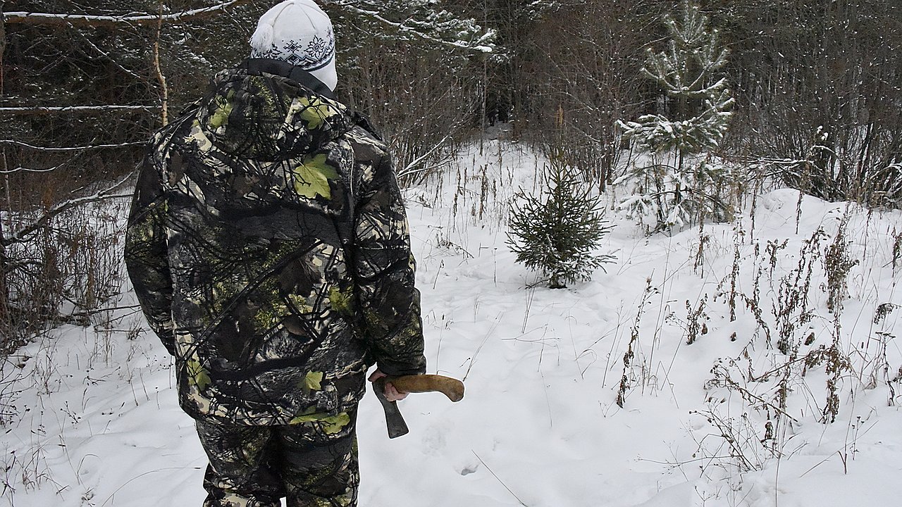 Главная картинка новости: На Кубани штрафы за незаконно срубленные елки достигают полумиллиона