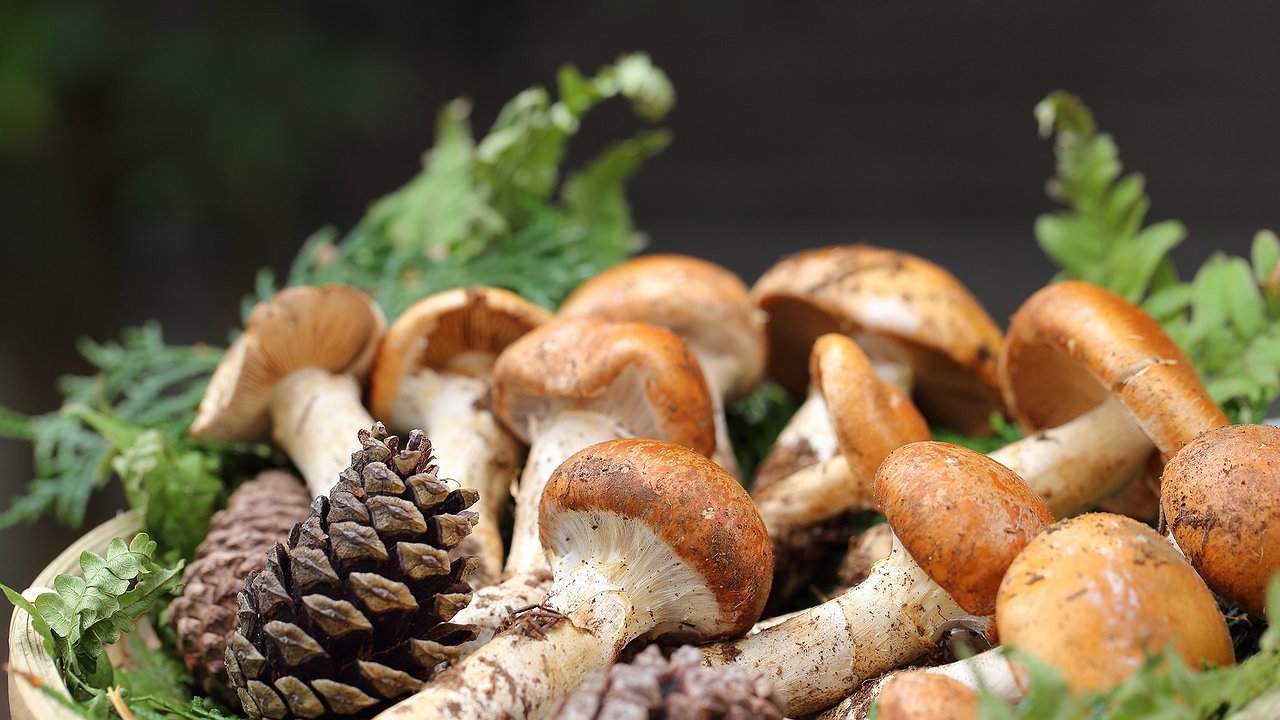 Главная картинка новости: 9 лет тюрьмы и 3 млн штрафа: какие грибы новороссийцам в лесу стоит обходить стороной