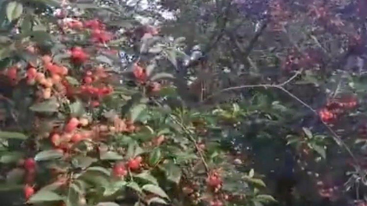 Главная картинка новости: В Новороссийске созрела первая черешня. Видео