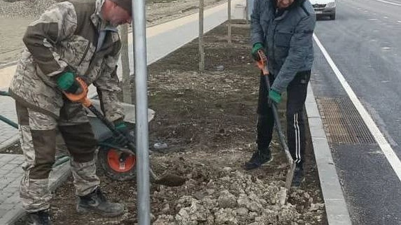 Главная картинка новости: Вдоль улицы Мурата Ахеджака в Новороссийске высаживают платаны