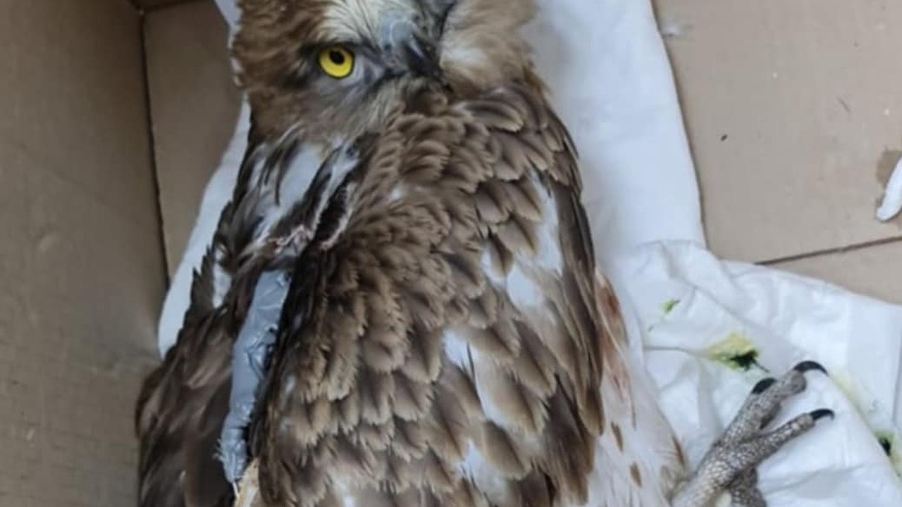 Главная картинка новости: Под Новороссийском подобрали орла-змееяда со сломанным крылом