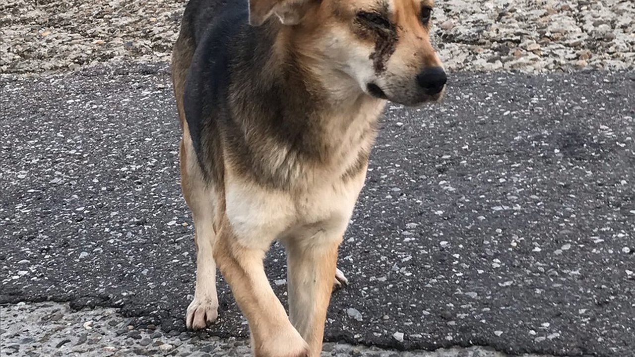 Главная картинка новости: Новороссийские волонтеры спасли искалеченную собаку без лапы