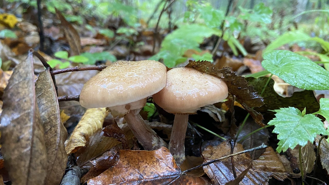 Главная картинка новости: Сезон «тихой охоты» открыт: в Новороссийске начался разгар грибного сезона