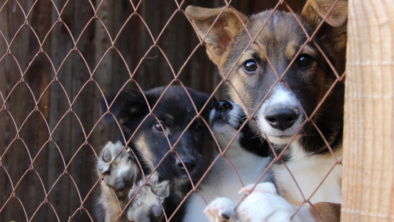 Главная картинка новости: Скоро в Новороссийске начнут строить приют для бездомных животных