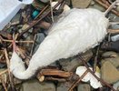 В Новороссийске выяснили причину массовой гибели птиц