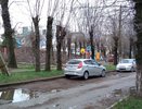 17 акаций – под сруб. В Новороссийске урезают еще одну аллею