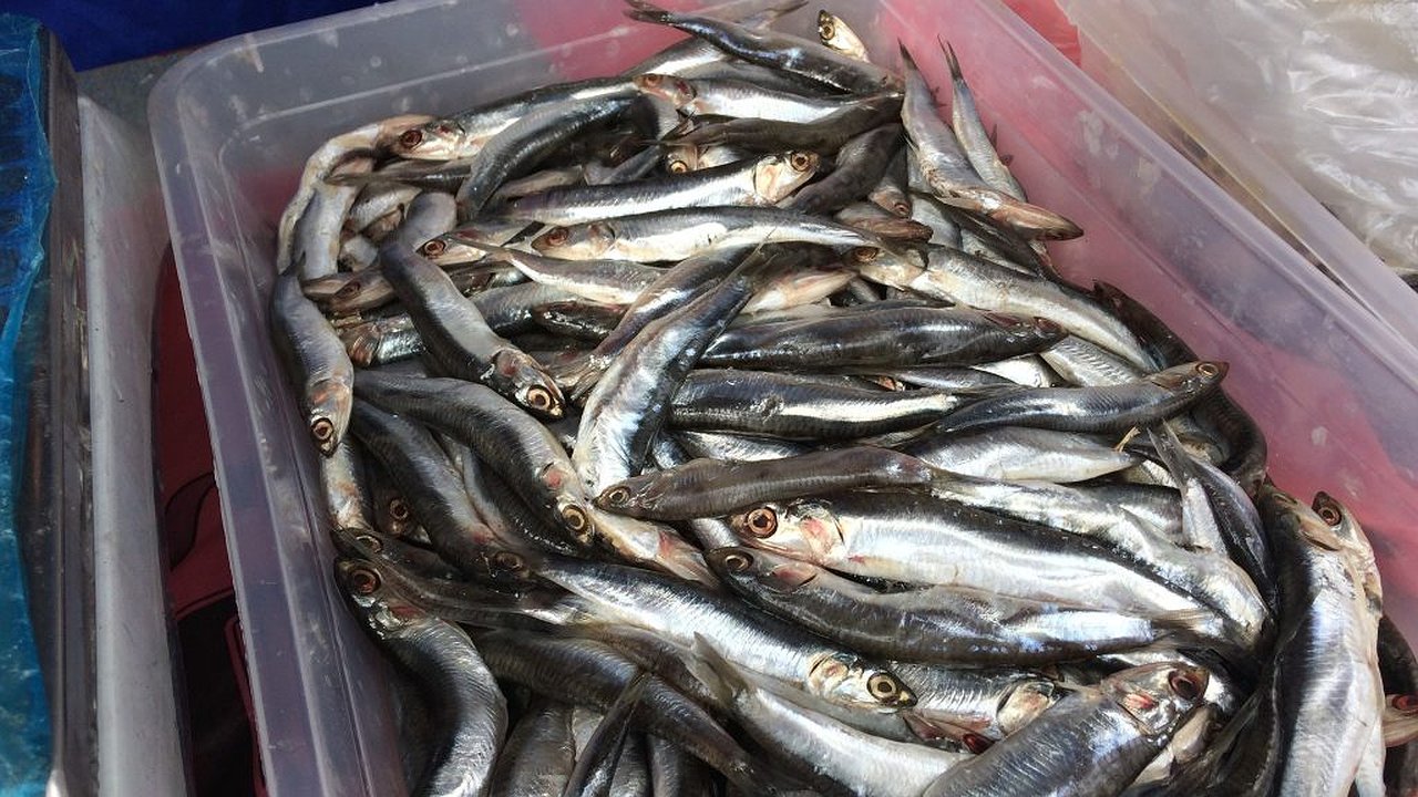 Главная картинка новости: Как должны хранить и продавать свежую хамсу?