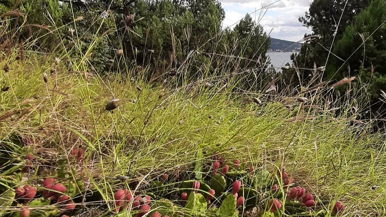 Главная картинка новости: В горах Новороссийска созревают кактусы. Их плоды съедобны