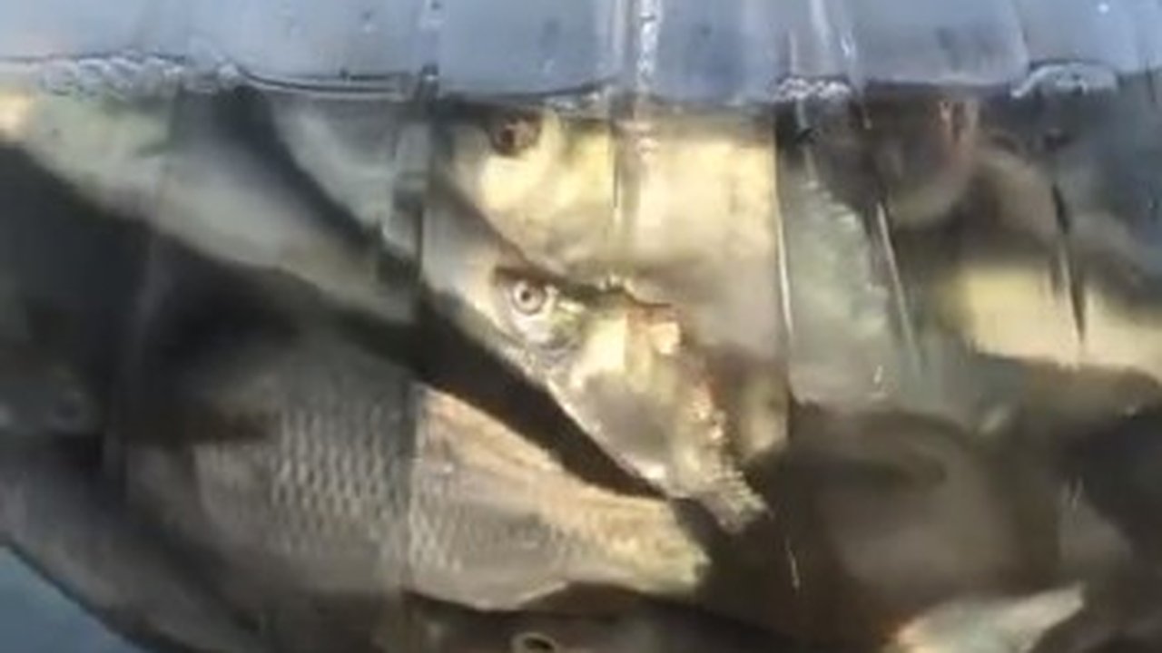 Главная картинка новости: Карпы из Суджукской лагуны в Новороссийске попали в море