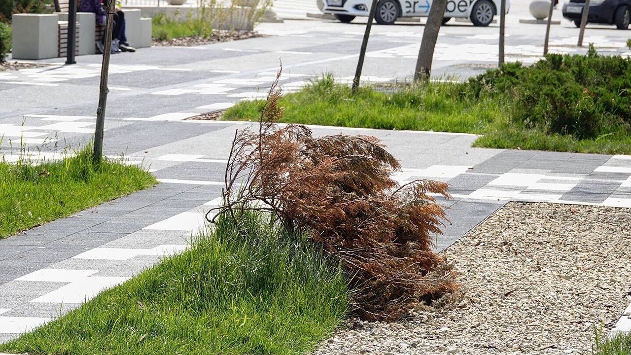 Главная картинка новости: В парке Фрунзе после реконструкции погибают растения: новороссийцы бьют тревогу