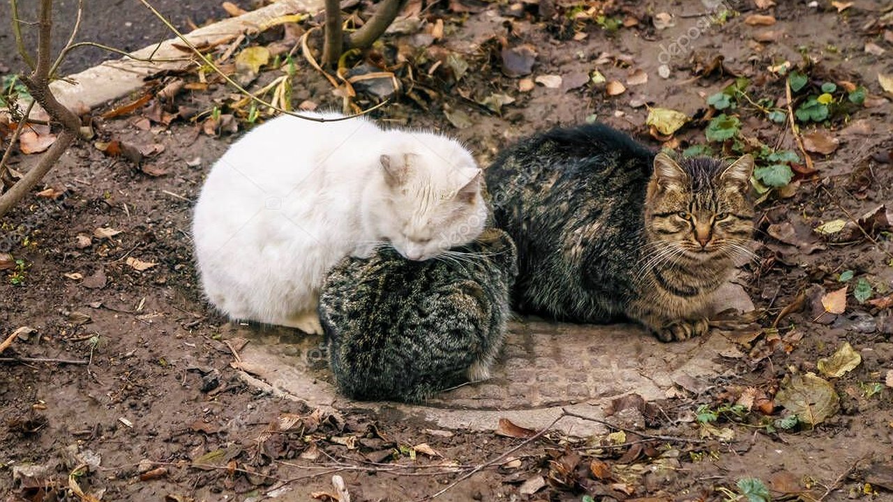 Главная картинка новости: Как помочь бездомным животным пережить зиму