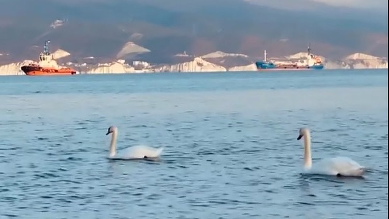Главная картинка новости: В Новороссийск на зимовку прилетают лебеди. Видео