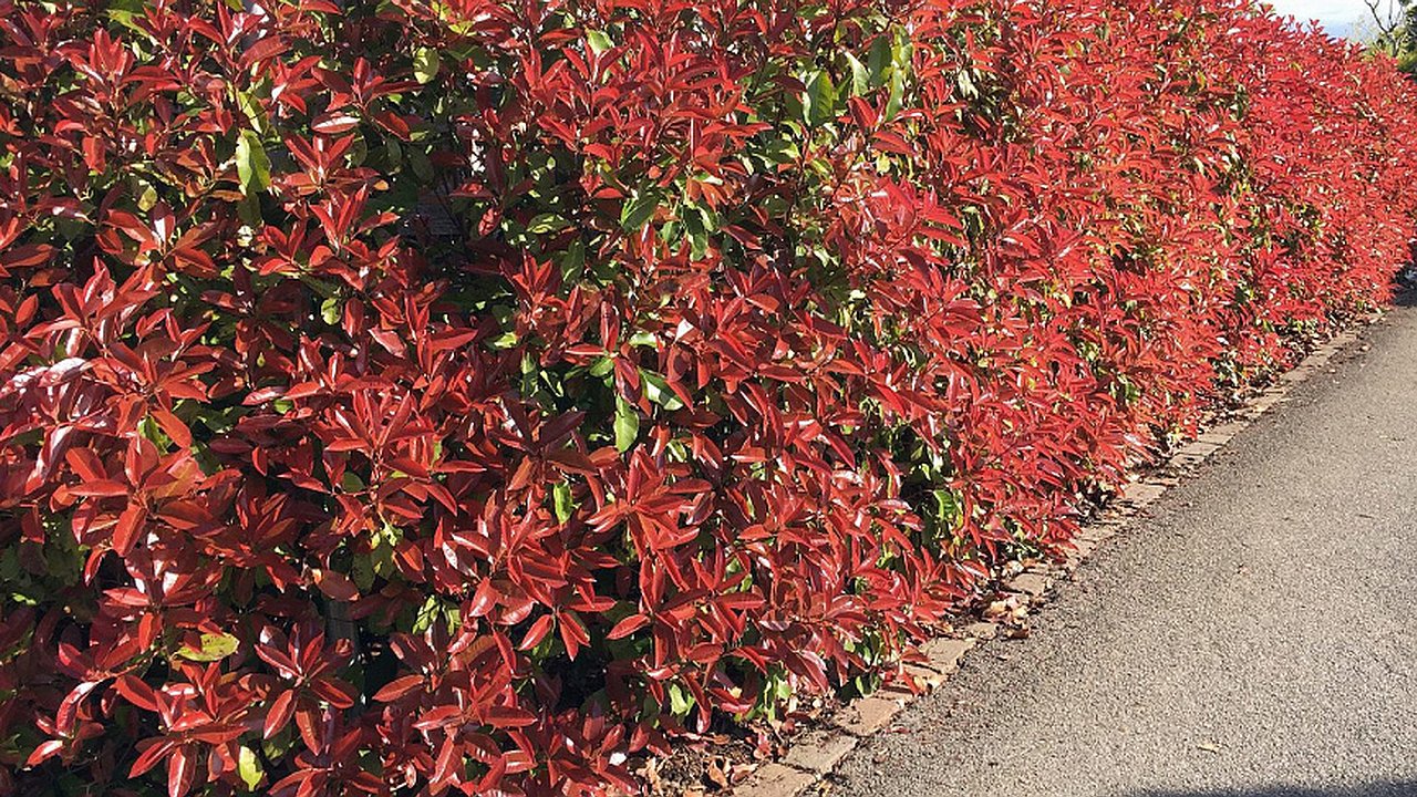 Главная картинка новости: На улицах Новороссийска высадят тысячу кустарников фотинии