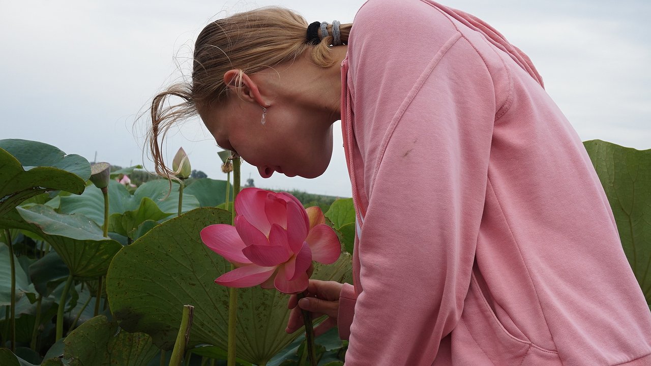 Главная картинка новости: Где новороссийцам полюбоваться лотосами?