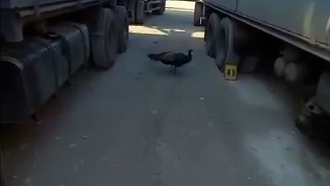 Главная картинка новости: Среди зерновозов на окраине Новороссийска бродил павлин. Видео