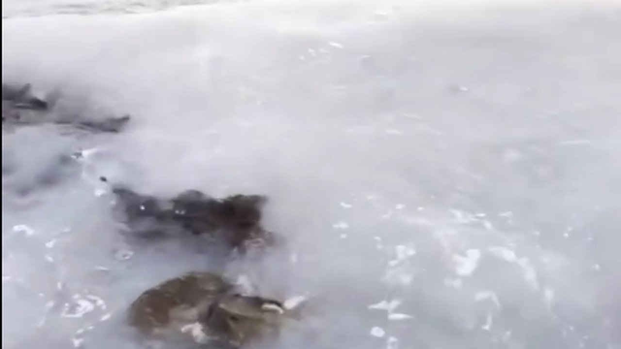 Главная картинка новости: На Утрише море кишит тысячами медуз