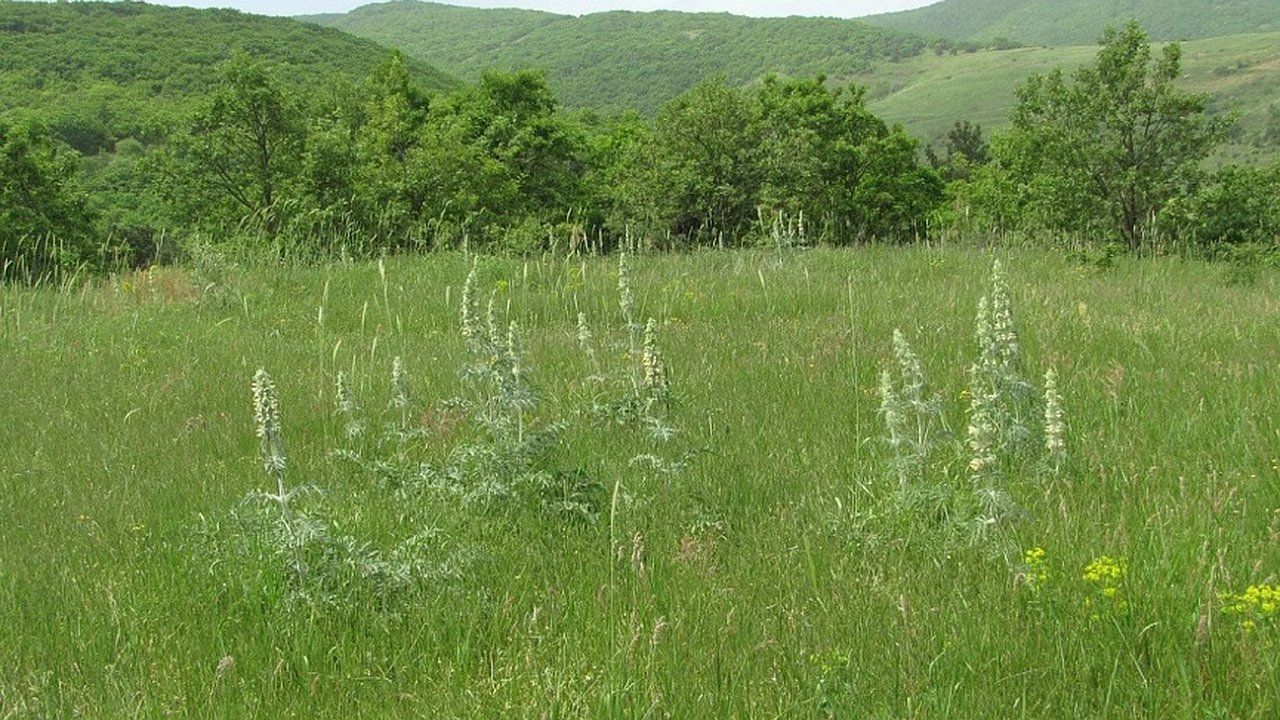 Главная картинка новости: Под Новороссийском появился новый памятник природы