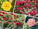 Тысячи роз украсили улицы Новороссийска. Подборка фото