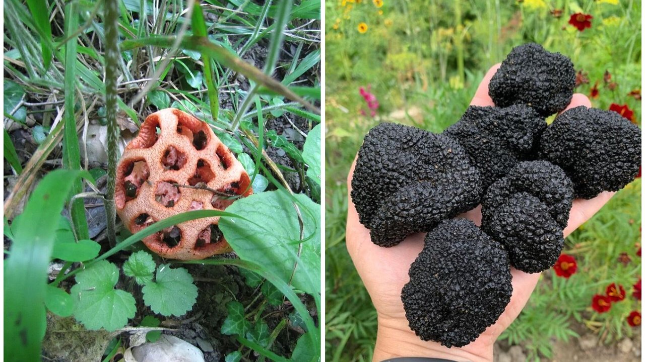 Главная картинка новости: Дорогие деликатесы и грибы «с другой планеты». Что необычного можно найти в лесах в окрестностях Новороссийска?