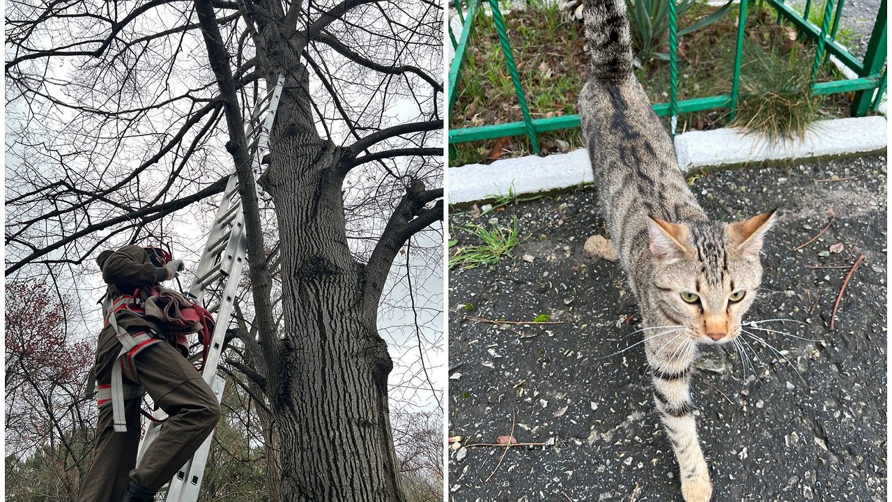 Главная картинка новости: Новороссийские спасатели в седьмой раз снимали с дерева одного и того же кота