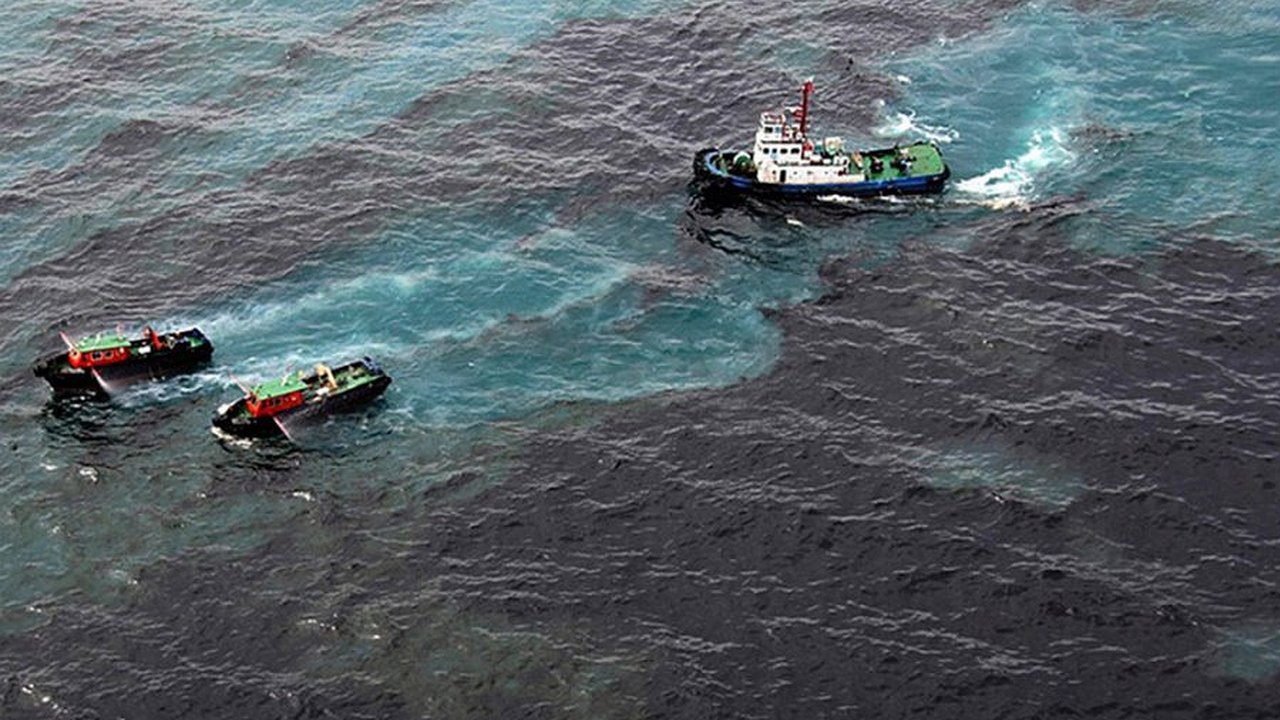 Главная картинка новости: После разлива нефти в Новороссийске жизнь черноморских дельфинов может оказаться в опасности