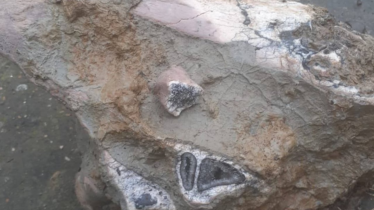 Главная картинка новости: На Кубани обнаружили останки носорога, который жил 2,5 миллиона лет назад