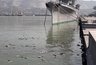 Миниатюра новости: Рядом с Форумной площадью в Новороссийске образовалась плавучая помойка
