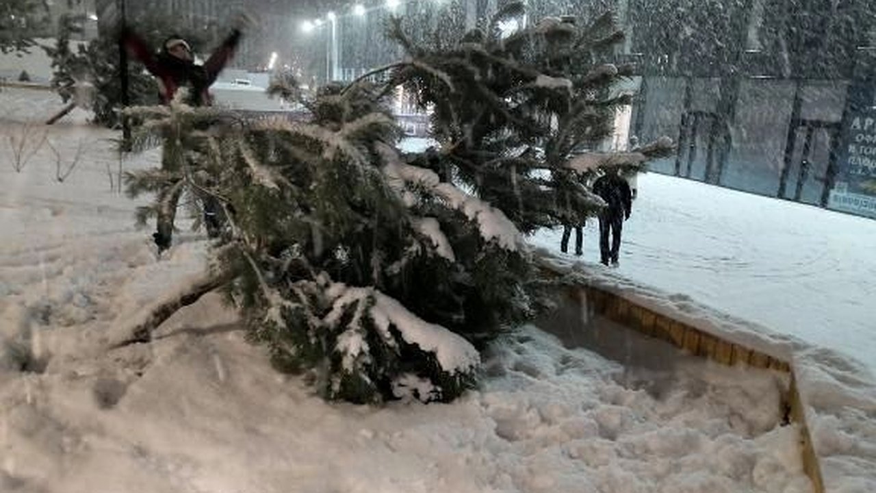 Главная картинка новости: В парке Фрунзе в Новороссийске завалились молодые сосны