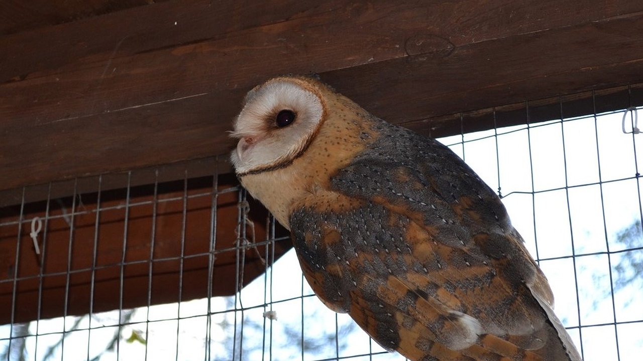 Главная картинка новости: В Новороссийске повторно вылечили и выпустили на волю сову. Видео