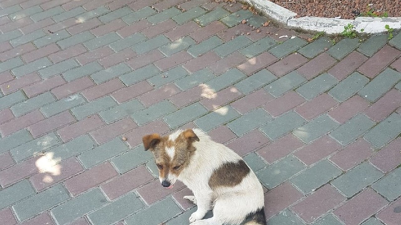 Главная картинка новости: Волонтер из другой страны хочет помочь новороссийской собаке