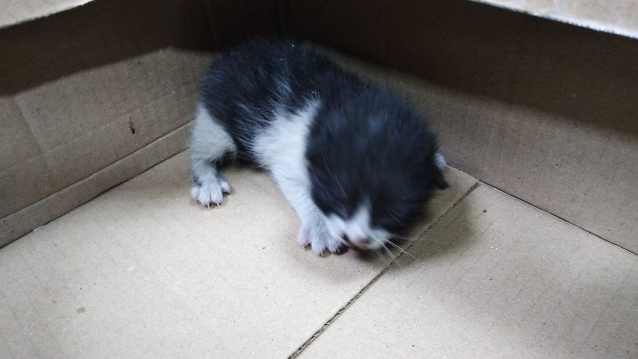 Главная картинка новости: Спасатели Новороссийска достали котенка из-под потолка магазина