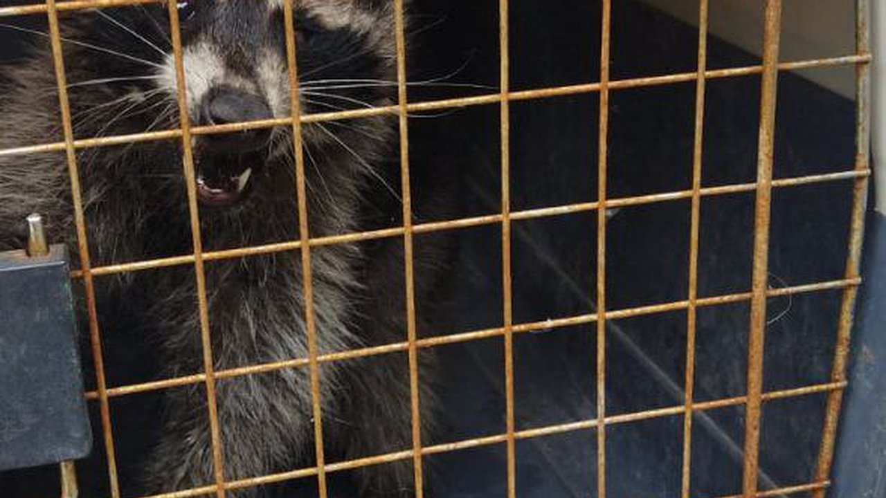 Главная картинка новости: Спасатели Новороссийска достали енота, который застрял в печной трубе. Видео