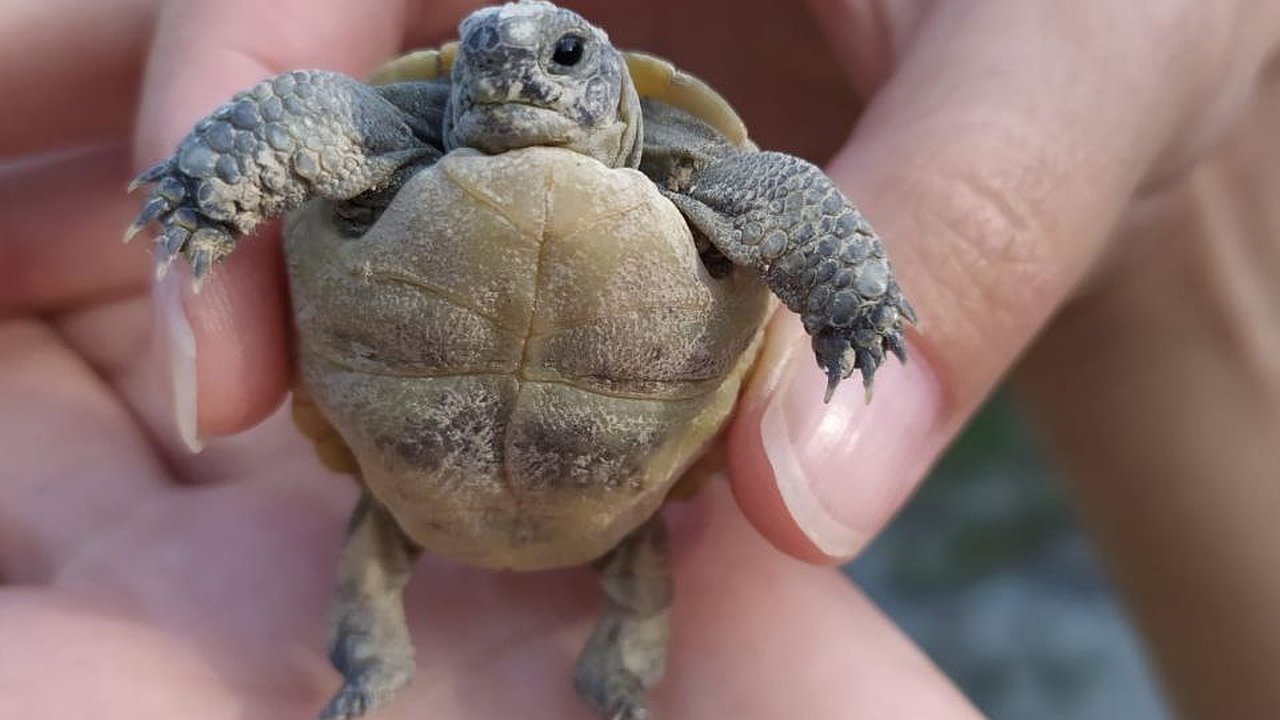 Главная картинка новости: В дендропарке Новороссийска появились на свет 6 черепашат Никольского