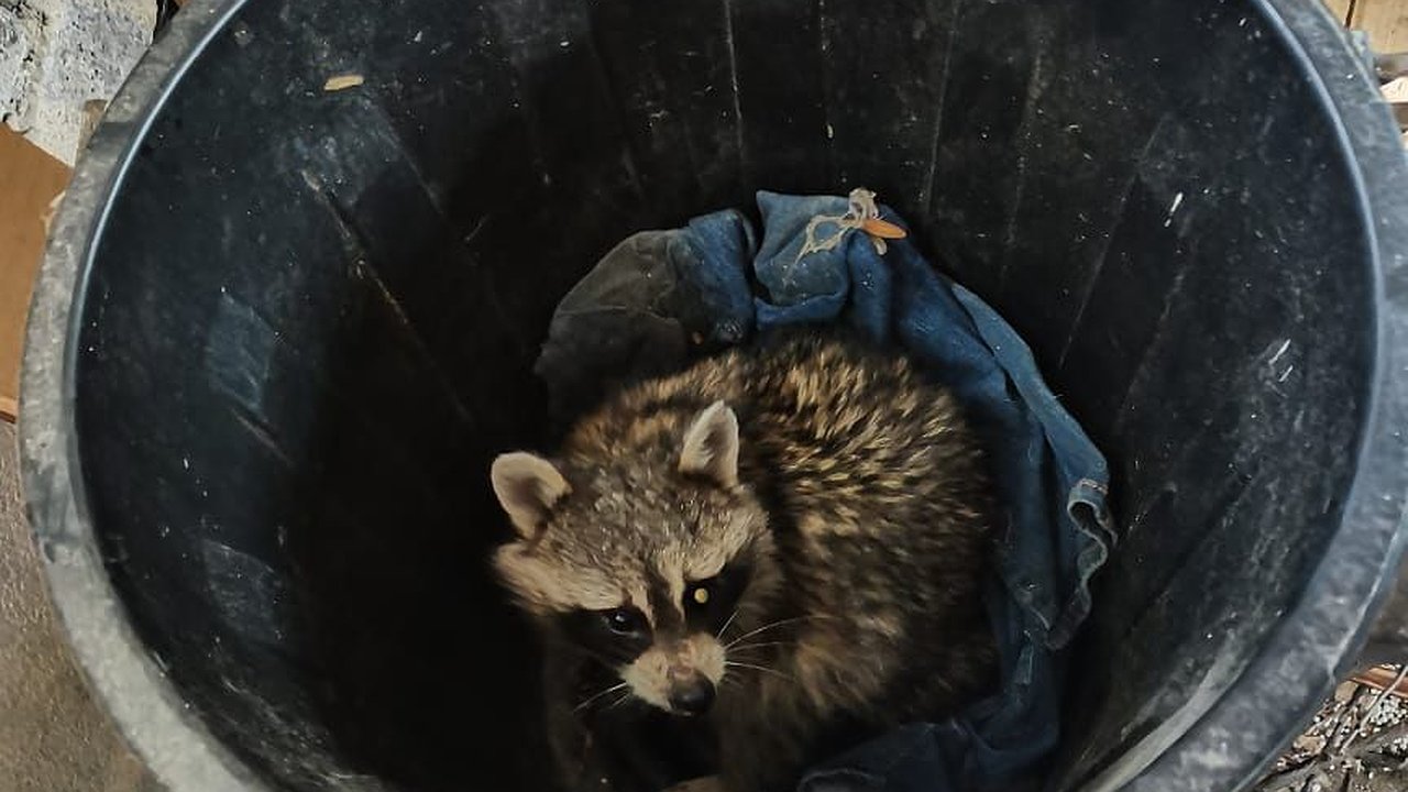 Главная картинка новости: В Приморском районе Новороссийска спасатели поймали енота на территории дома
