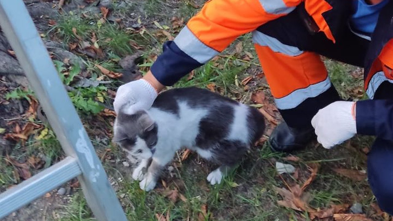 Главная картинка новости: В центре Новороссийска спасатели снимали кота с дерева