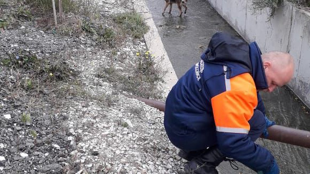 Главная картинка новости: Спасатели Новороссийска помогли собаке выбраться из ливневки