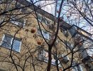 Во дворе пятиэтажки в Новороссийске спеет хурма