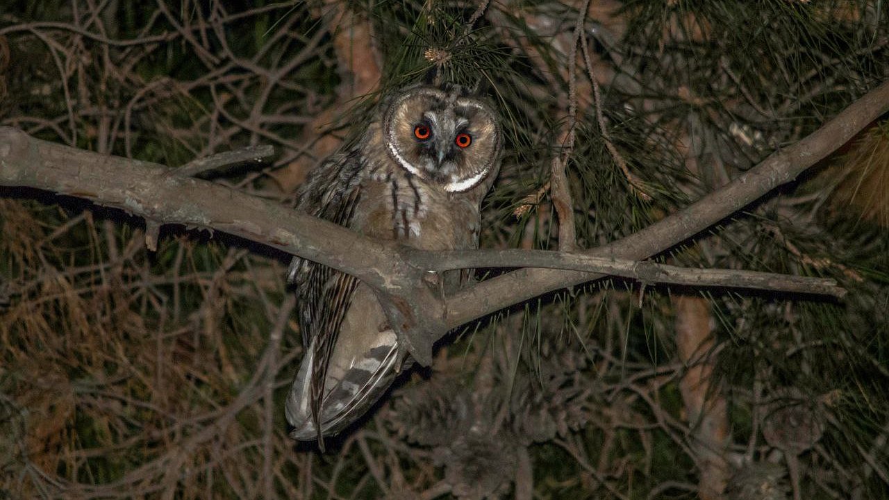 Главная картинка новости: На улице Советов в Новороссийске поселилась сова