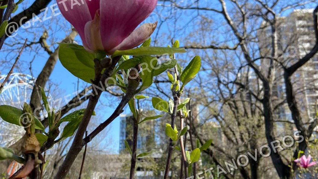 Главная картинка новости: В парке Фрунзе Новороссийска зацвела магнолия