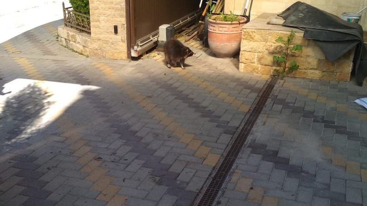 Главная картинка новости: Под Новороссийском спасатели поймали енота во дворе дома