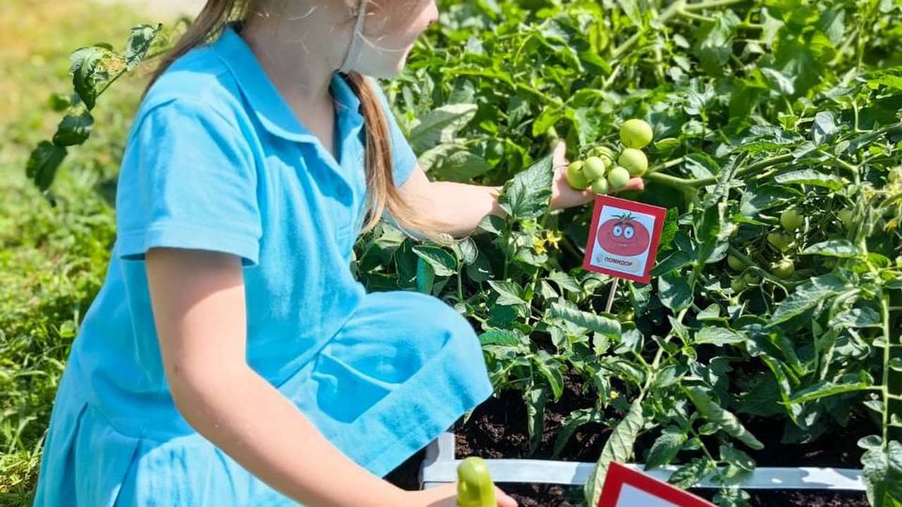 Главная картинка новости: В детсадах Новороссийска дети ухаживают за мини-огородами