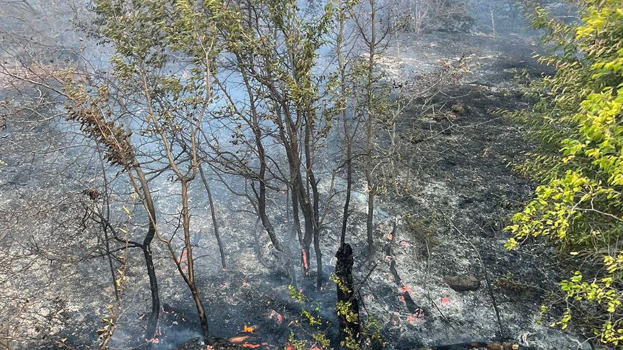 Главная картинка новости: Утром в Новороссийске огнеборцы тушили лесной пожар