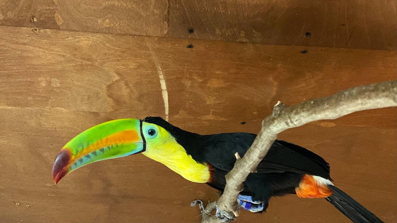 Главная картинка новости: В зоопарке под Новороссийском поселились туканы