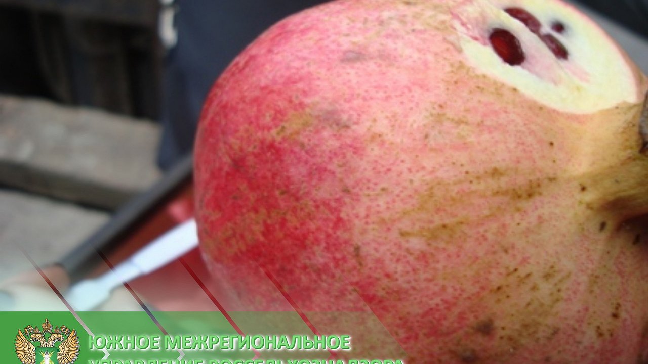 Главная картинка новости: Почти 20 тонн гранатов запретили в порту Новороссийска