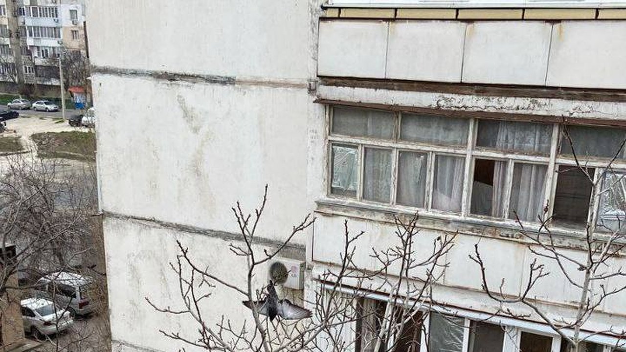 Главная картинка новости: В Новороссийске спасли голубя с дерева