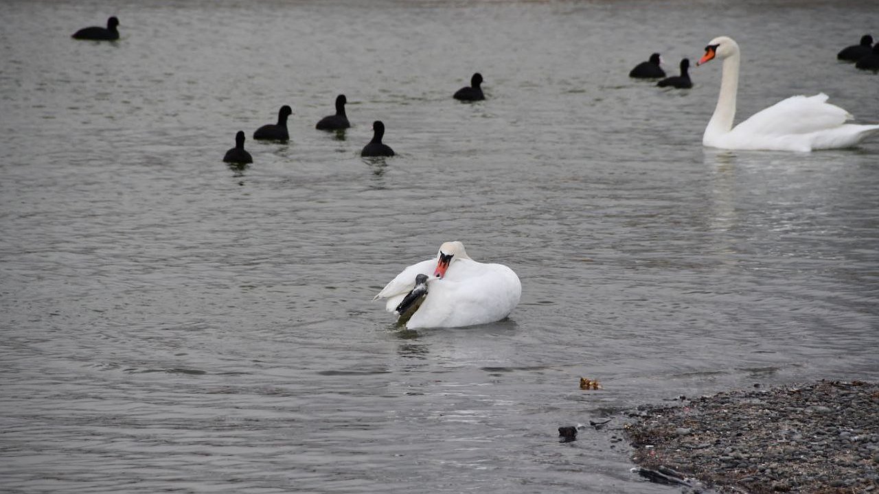 Главная картинка новости: Новороссийцы спасли лебедя, который запутался в леске