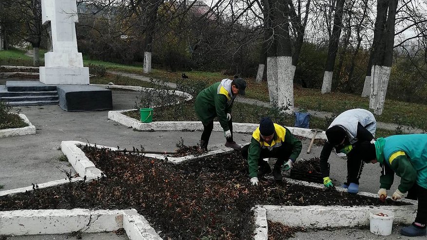 Весной под Новороссийском зацветут 20 тысяч тюльпанов и нарциссов