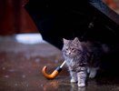 Всю неделю в Новороссийске будут тучи и дожди