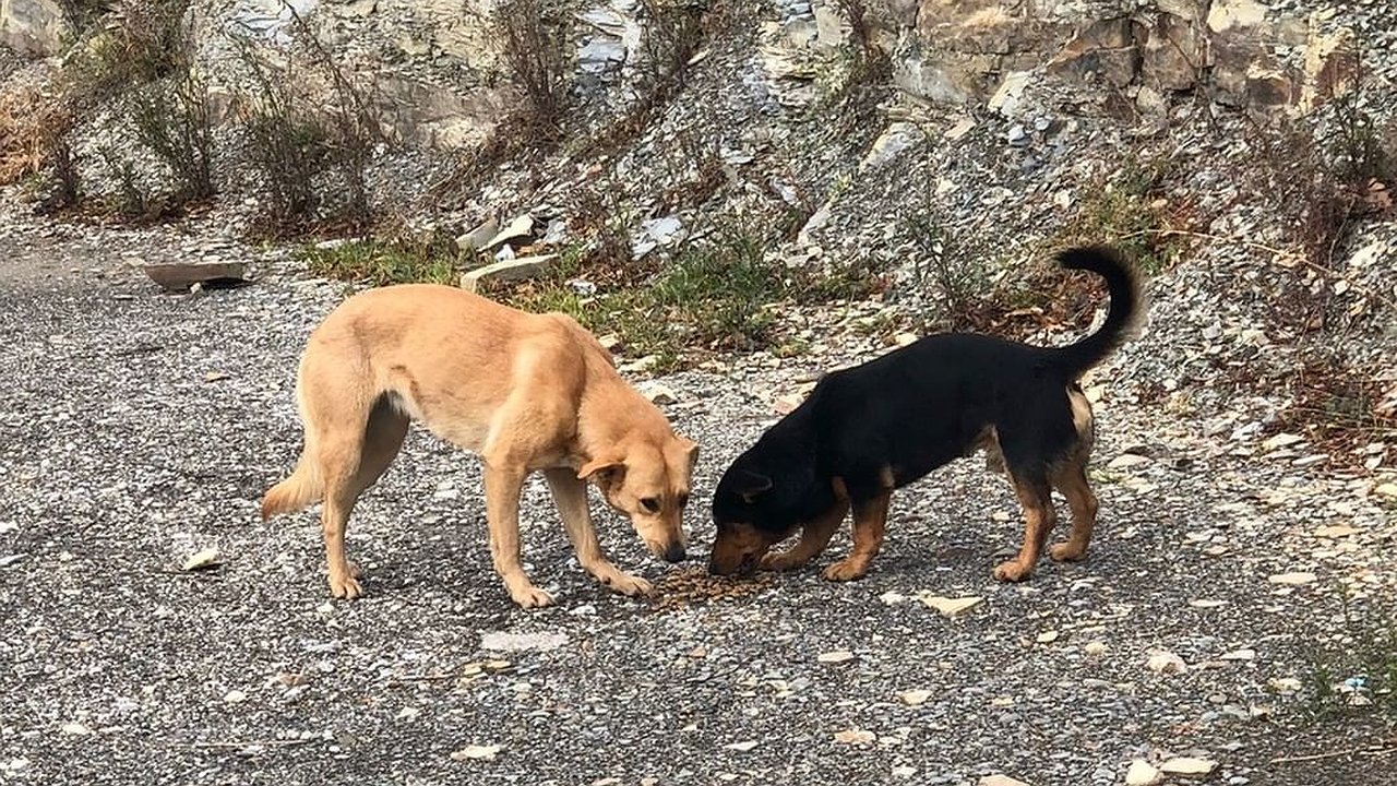 Главная картинка новости: В курортном селе под Новороссийском голодают домашние животные